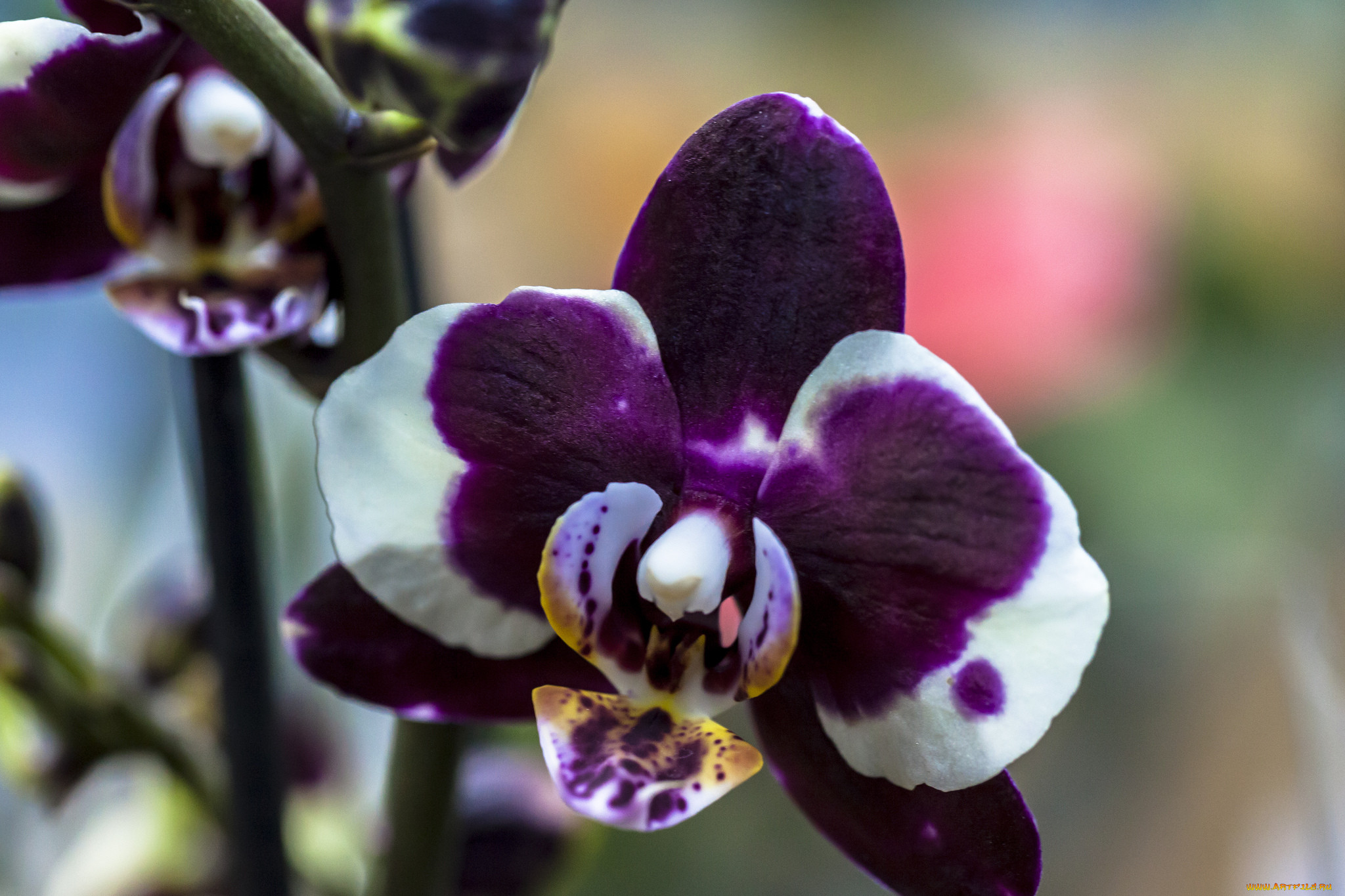 Дориан Орхидея